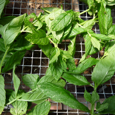 Drying Peppermint leaves