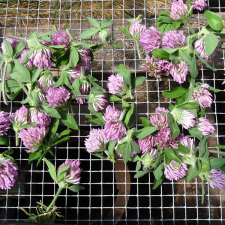 Drying Red Clover blossoms 