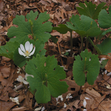 Bloodroot flower and leaves, with fallen petals.