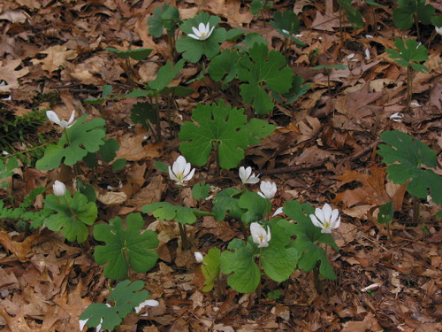 bloodroot wide with flower