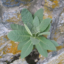 Verbascum thapsus - Mullein in rock wall