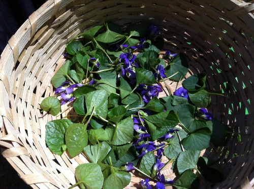 Viola sororia - Dooryard violet harvested