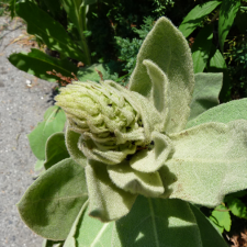 Mullein inflorescence forming 2