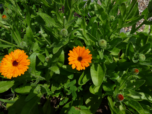 Calendula officinalis - leaves buds and flowers