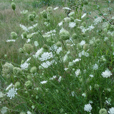Daucus carota - Queen Anne's Lace flower and seed curled heads