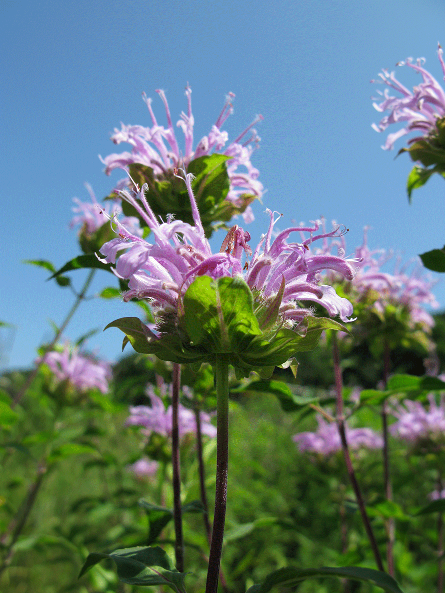 Monarda fistulosa - Beebalm flower bluesky