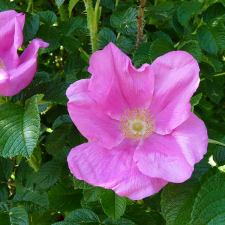Rosa - Rose flower