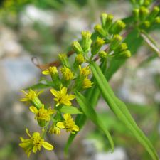 Solidago - Goldenrod flower