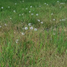 Taraxacum officinale - Dandelion seed heads