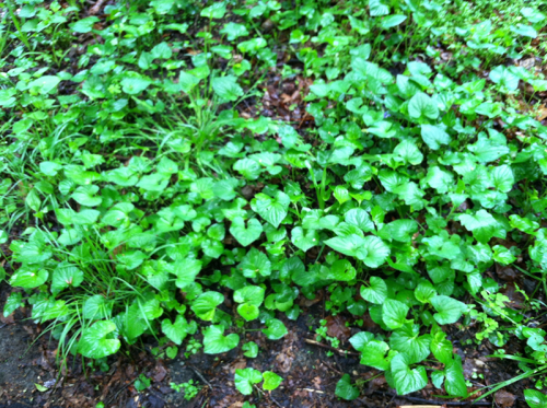 Violets growing in a group.