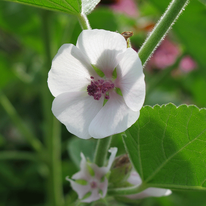 Marshmallow flower