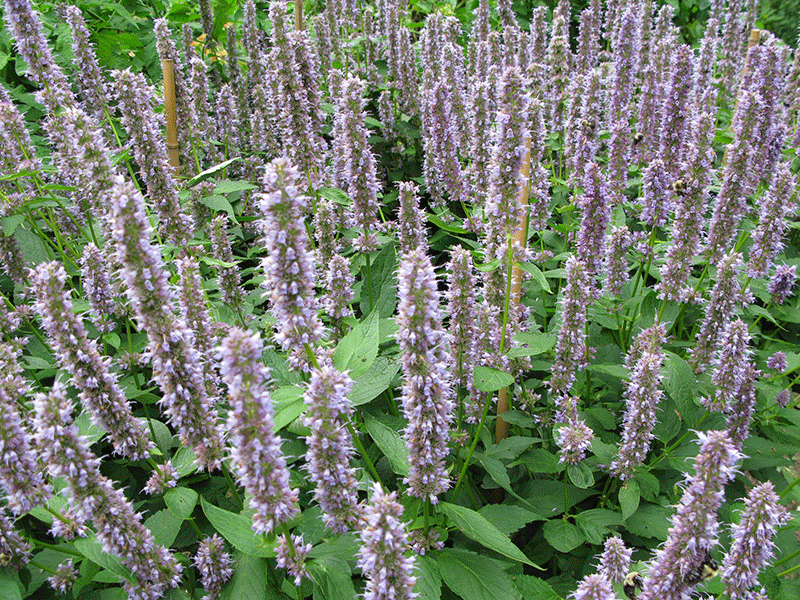 Anise Hyssop in bloom