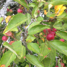 Crabapple in late summer