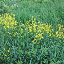 Spring Field Mustard